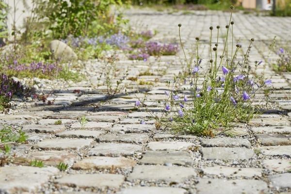 Seltene Blumen mitten in der Stadt dank naturnaher Gartengestaltung.