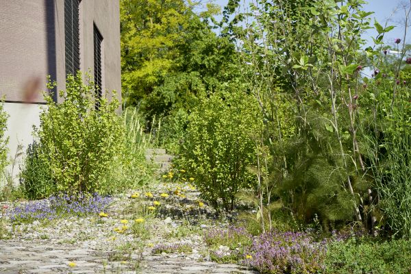 Ein ökologischer Garten rund um ein Mehrfamilienhaus.