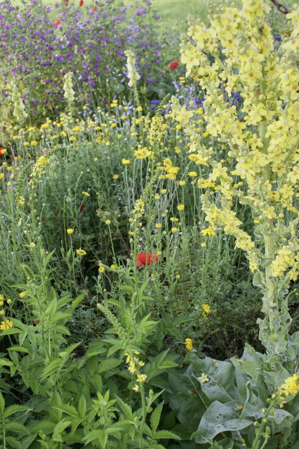 Blütenpracht dank umweltfreundlichem Gartenbau.