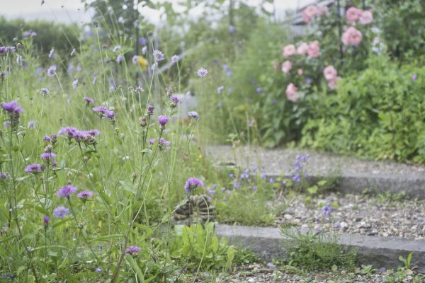 Pflanzenreicher Gehweg eines ökologischen Gartenbaus.