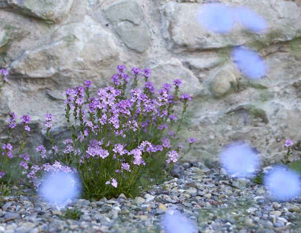 Blühendes im Stadtgarten