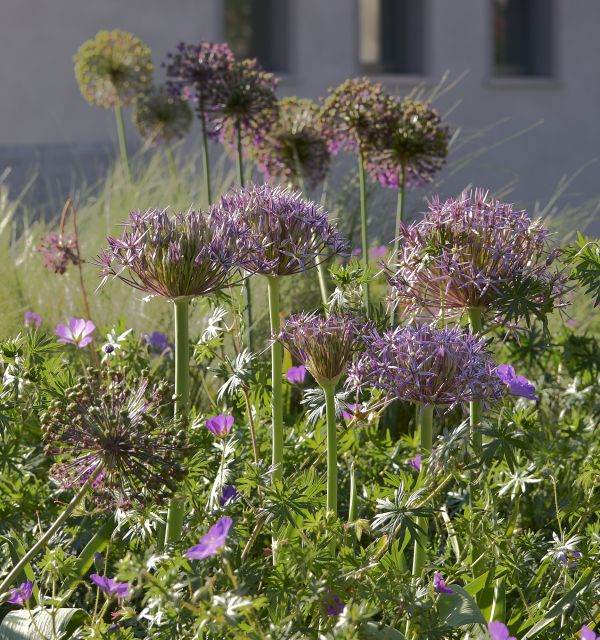 naturnahe Gartenpracht