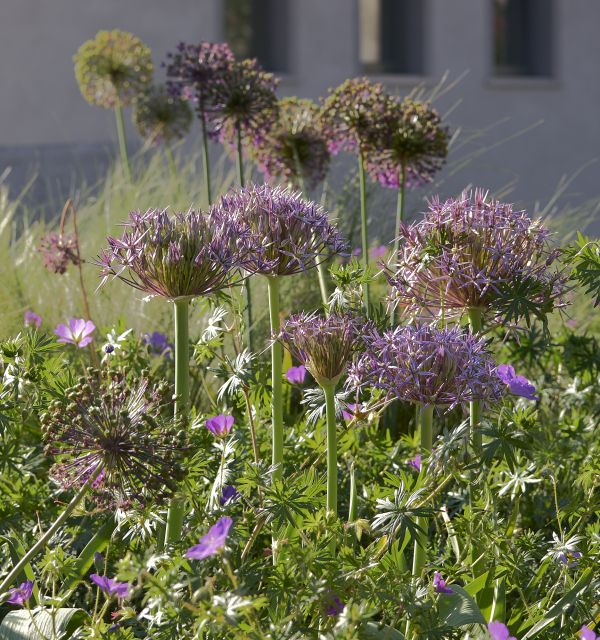 naturnahe Gartenpracht