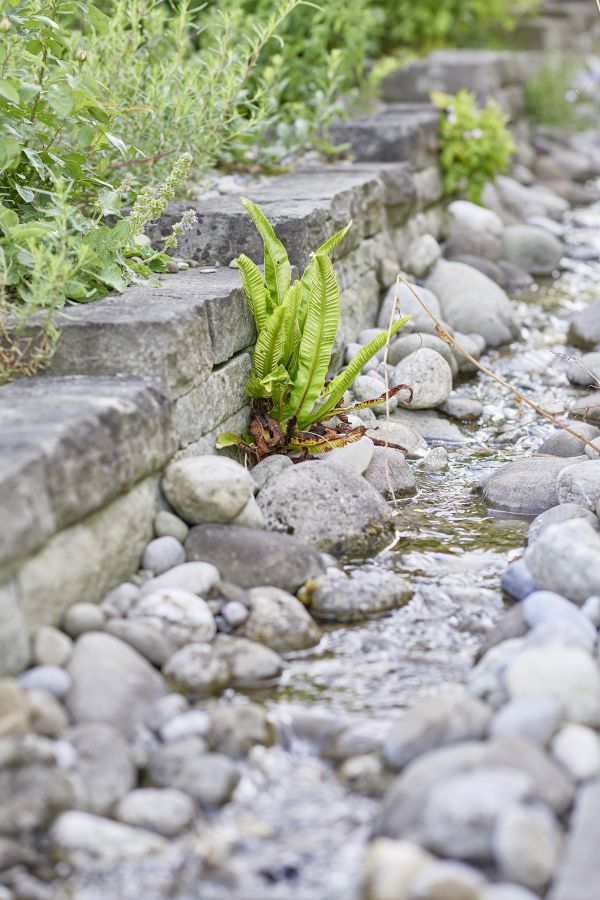 Wasserlauf im naturnahen Garten.